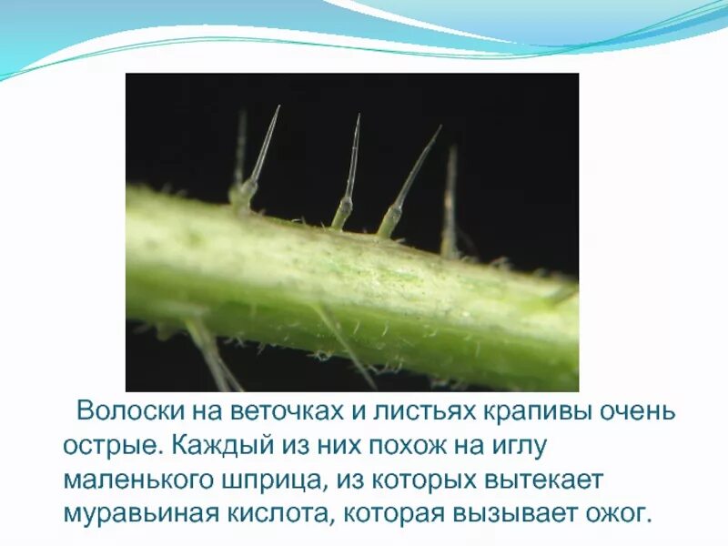 Формы и типы трихом эмергенцы. Волоски трихомы. Трихомы облепихи. Трихомы ботаника. Железистые трихомы.