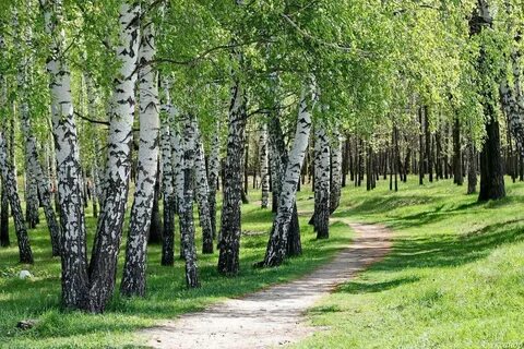 Ближнюю березовую рощу