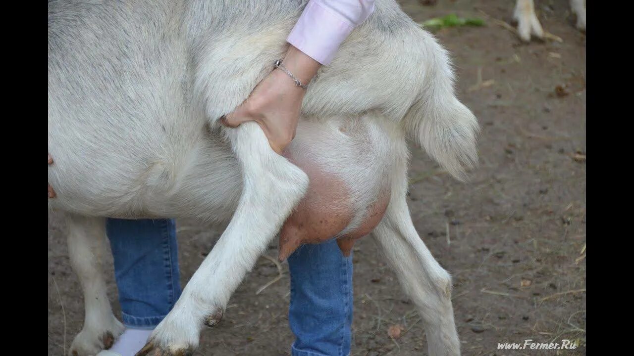 Укус козы
