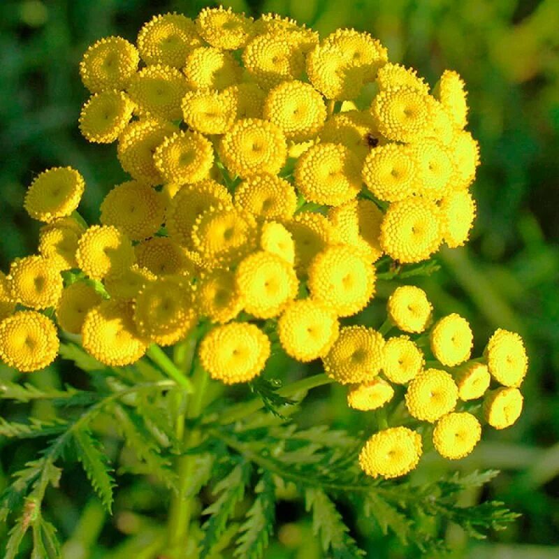 Пижма обыкновенная (Tanacetum vulgare). Пижма Криспа. Пижма обыкновенная, Дикая Рябинка. Пижма обыкновенная Криспа.