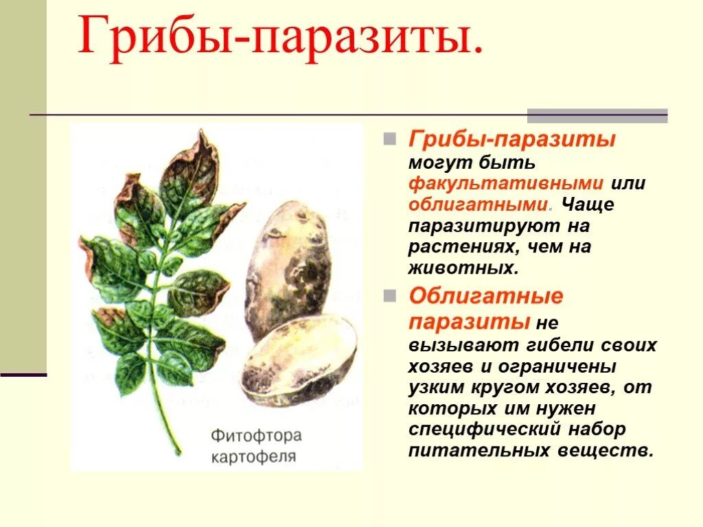 Грибы паразиты растений животных и человека сообщение. Грибы паразиты растений животных человека. доклад по биологии 5 класс на тему грибы паразиты. факультативные грибы паразиты. презентация на тему грибы паразиты.