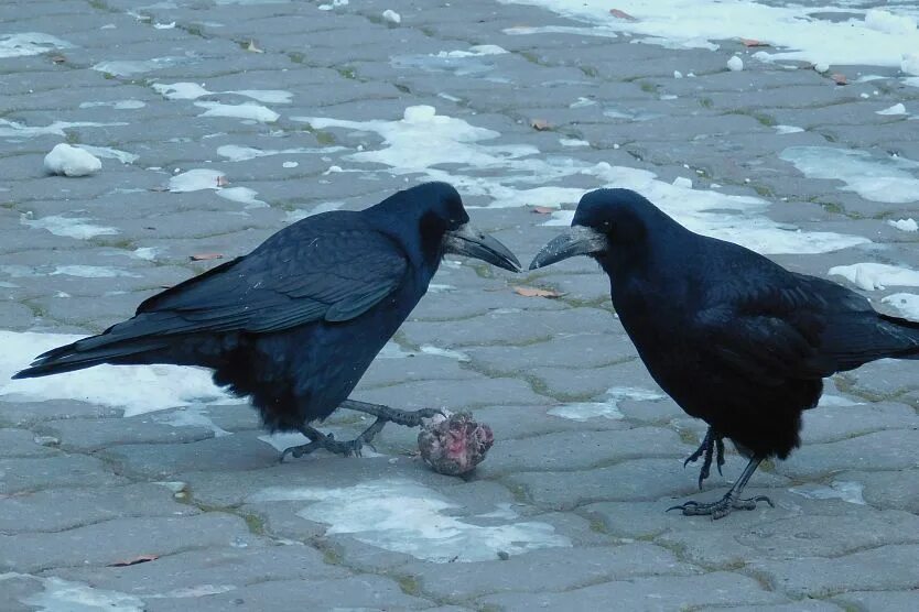 Из одного гнезда вылетели две вороны. Две вороны. Картофель ворона. Ворон картошка. Две вороны спорили.