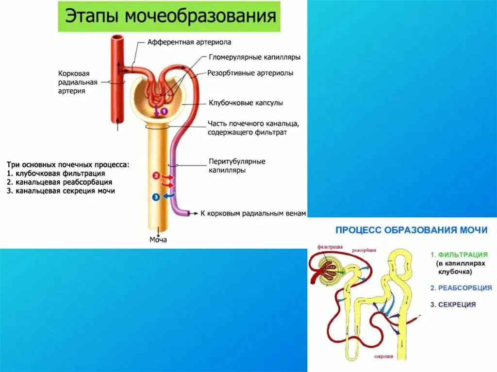 Моча из капсулы нефрона поступает. Строение нефрона почки фильтрация. Строение нефрона образование первичной и вторичной мочи. Процесс образования мочи в нефроне схема. Схема нефрона и этапы мочеобразования.