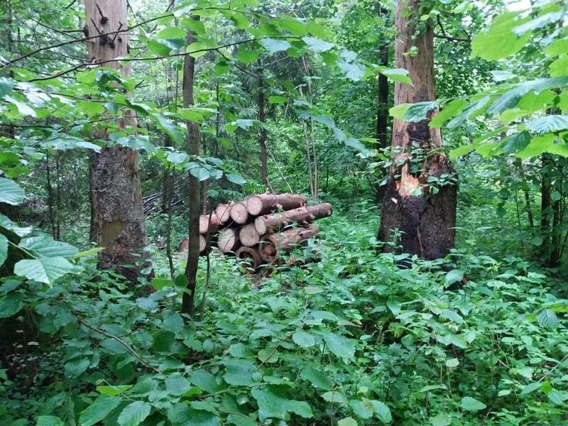 Сухостой в лесу. Сбор валежника в лесу. Пилим сухостой в лесу. Сухостой на участке. Брать валежник в лесу