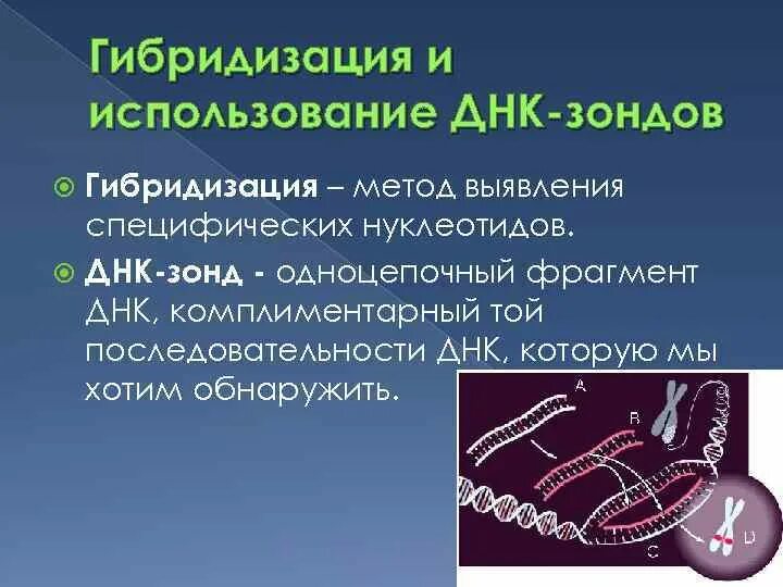 Днк зонд. Метод гибридизации ДНК. Принцип метода ДНК-зондов. ДНК зонды микробиология.