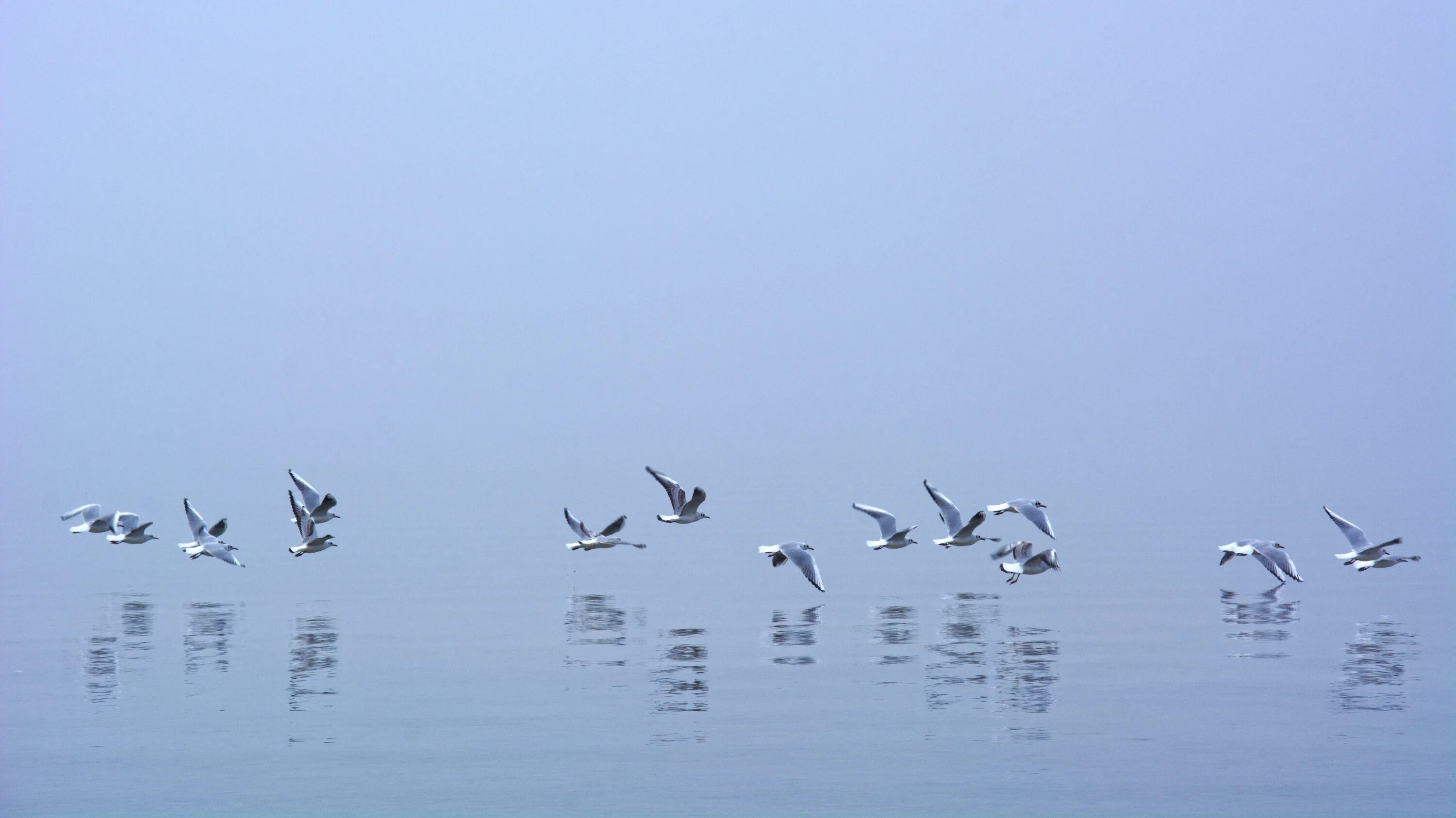 Птицы летающие под водой. Чайки в разных ракурсах. Чайки на воде. Отражение Чайки в воде. Фон с чайками.