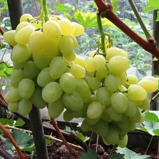 Виноград н 1 2