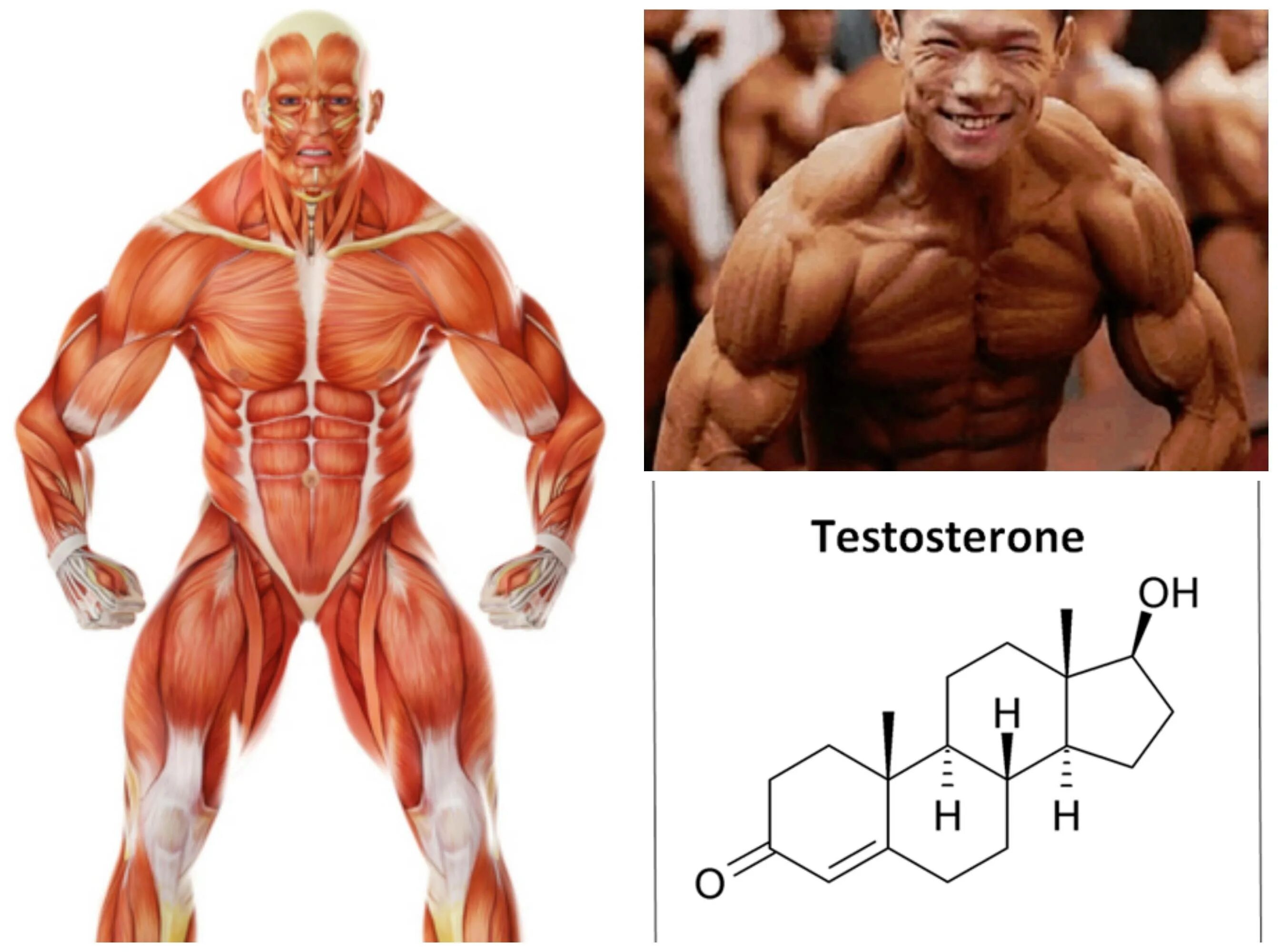 Сон и уровень тестостерона. Плохой сон из за высокого уровня тестостерона. График выработки тестостерона. График тестостерона. Тестестироновский мужчина.