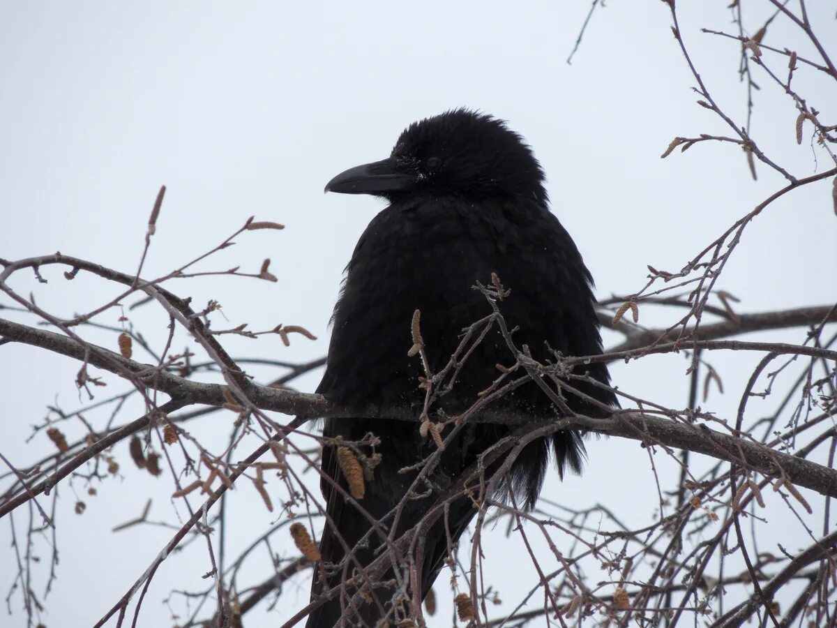 Черный ворон 8. Черный ворон обои на телефон. Черный ворон 8. Корвус карга. Черный ворон 8.