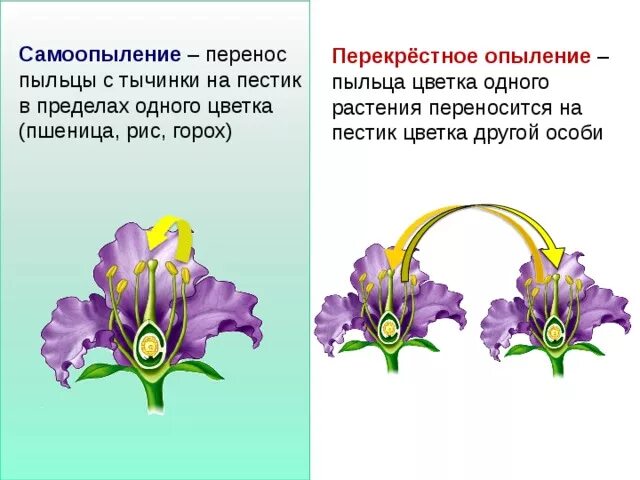 Самоопыление. Опыление самоопыление и. Самоопыление растений. Перекрестное опыление растений. При самоопылении пыльца