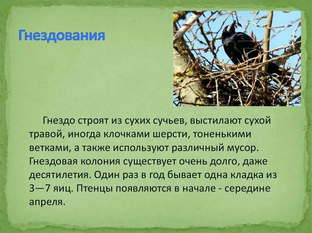 Гнёзда птиц презентация. Гнездование птиц весной. Гнезда перелетных птиц. Презентация птицы весной для дошкольников. Птицы весной презентация