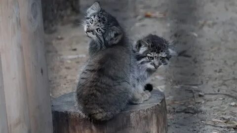 Котята манула в новосибирском зоопарке