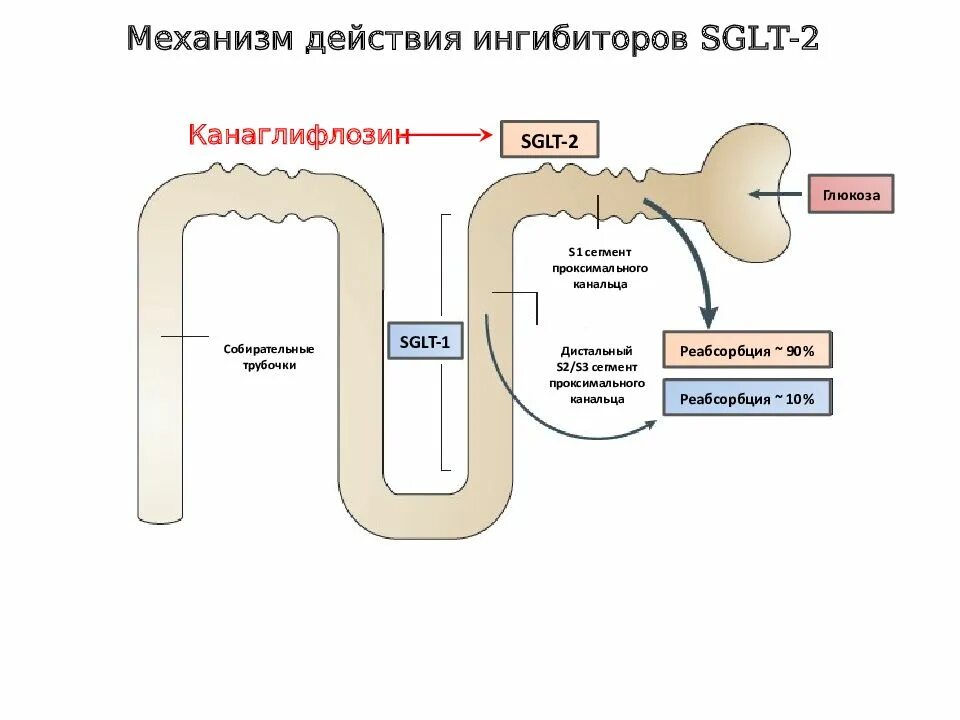 Ингибиторы натрий-глюкозного котранспортера 2 типа. Ингибитор натрий глюкозного транспортера 2. Ингибитор натрий глюкозного котранспортера 2 типа механизм. Натрий глюкозный котранспортер 2 типа. Ингибиторы глюкозного котранспортера