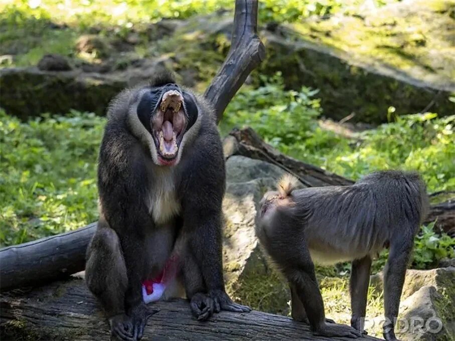 Drill monkey