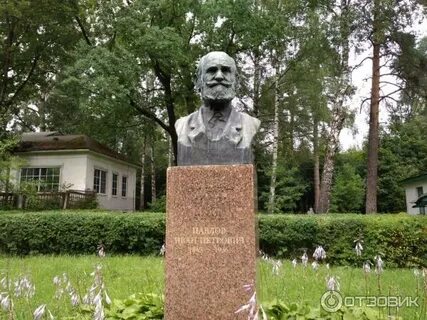 Павлово колтуши