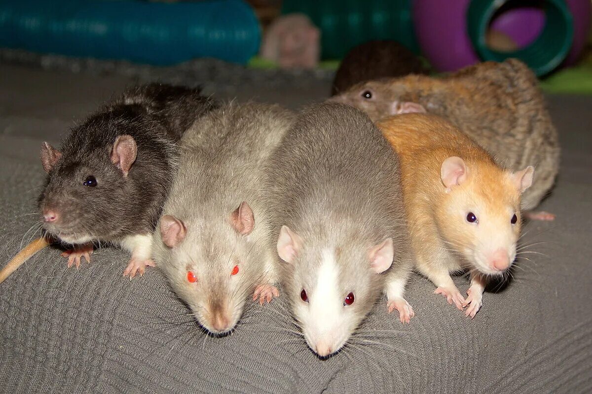 К чему снятся крысы мыши мужчине. Крыса. Четыре крысы. Пять крыс. Много мышей.