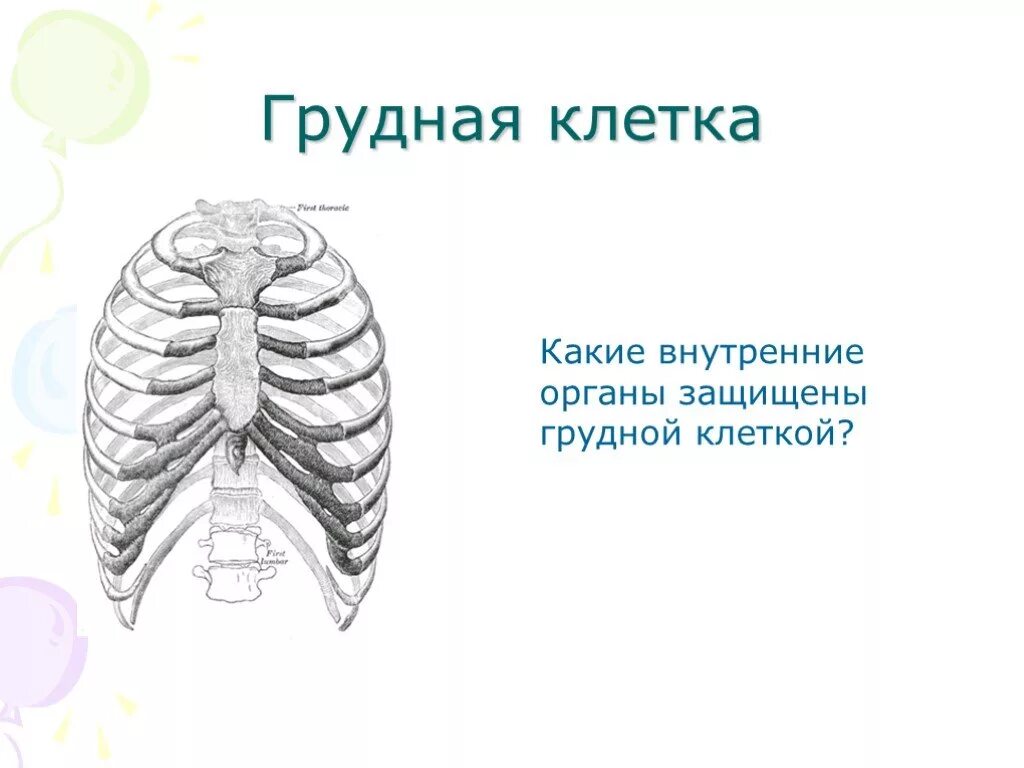 Грудная клетка защищает легкие и. Органы внутри грудной клетки. Грудина ребра и ключица. Грудная клетка защищает легкие и. Перечислить органы грудной полости.