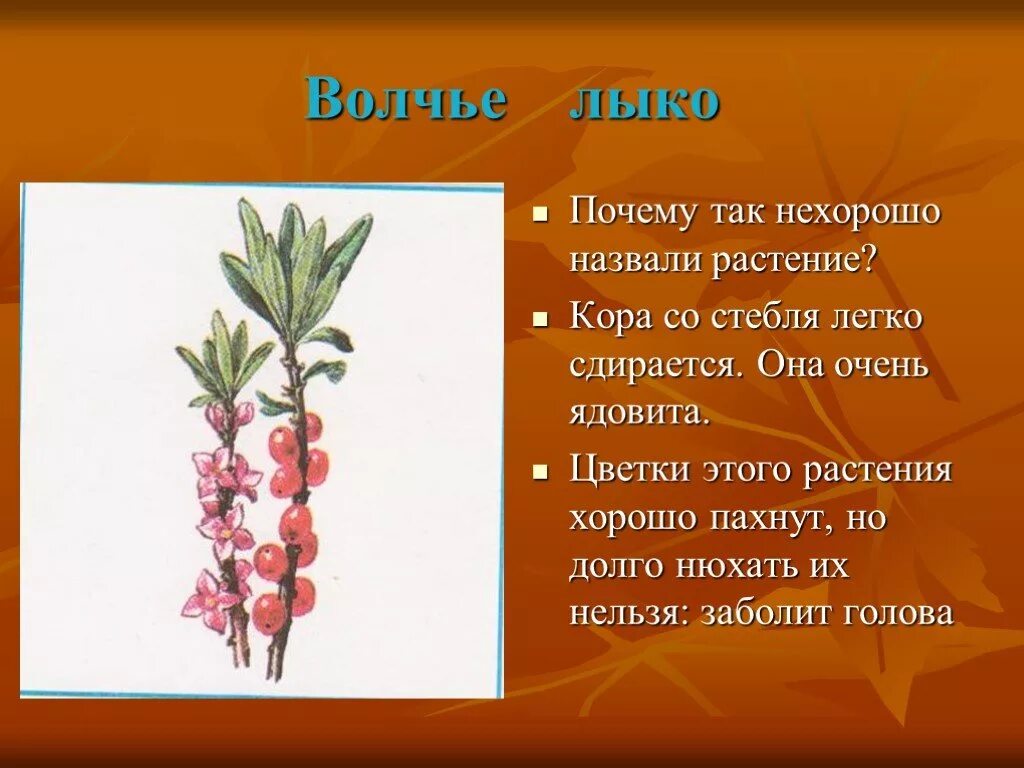 Почему цветы называют цветами