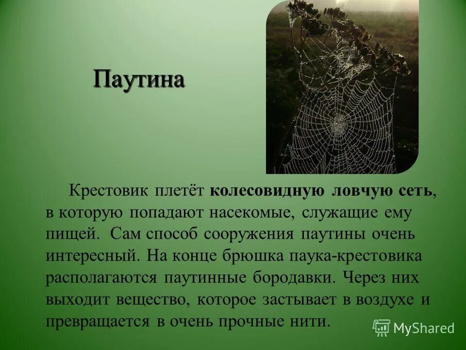 Nephila clavata. Мадагаскар остров пауки. Паутинная сеть паука. Ловчая сеть паука. Ловчая сеть паука.