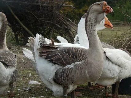 Холмогорские гуси воронежская область