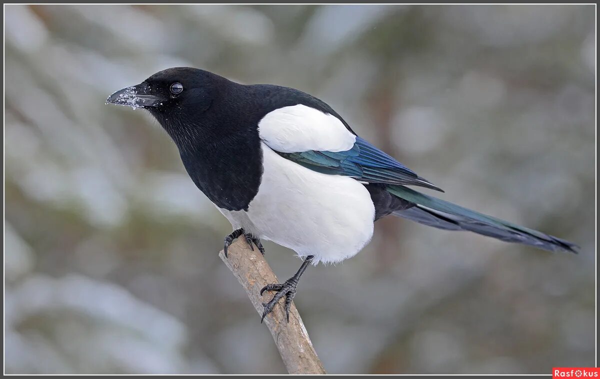 птица 40 белобока. сороки ищут. сорока птица. гибрид вороны и сороки. сороки ищут.