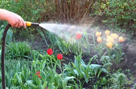 Какая вода нужна для тюльпанов