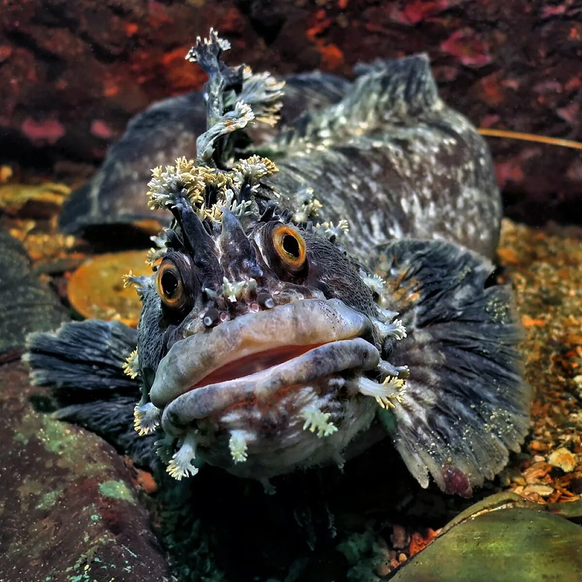 Рыбка собачка. Аквариумные рыбки скалозуба. Рыбка собачка. Рыба собака скалозуб. Рыба собака охотское море.