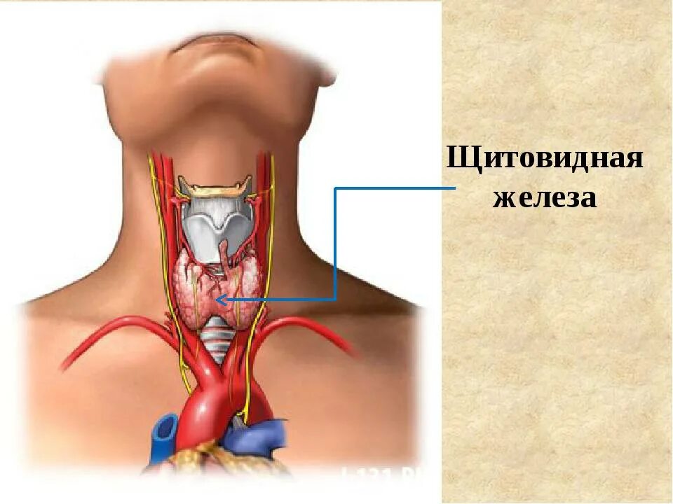 Щитовидная железа расположение анатомия. Расположение щитовидной железы у человека анатомия. Гдетнаходится щитовидная железа. ГД енахолится щитовидная железа.