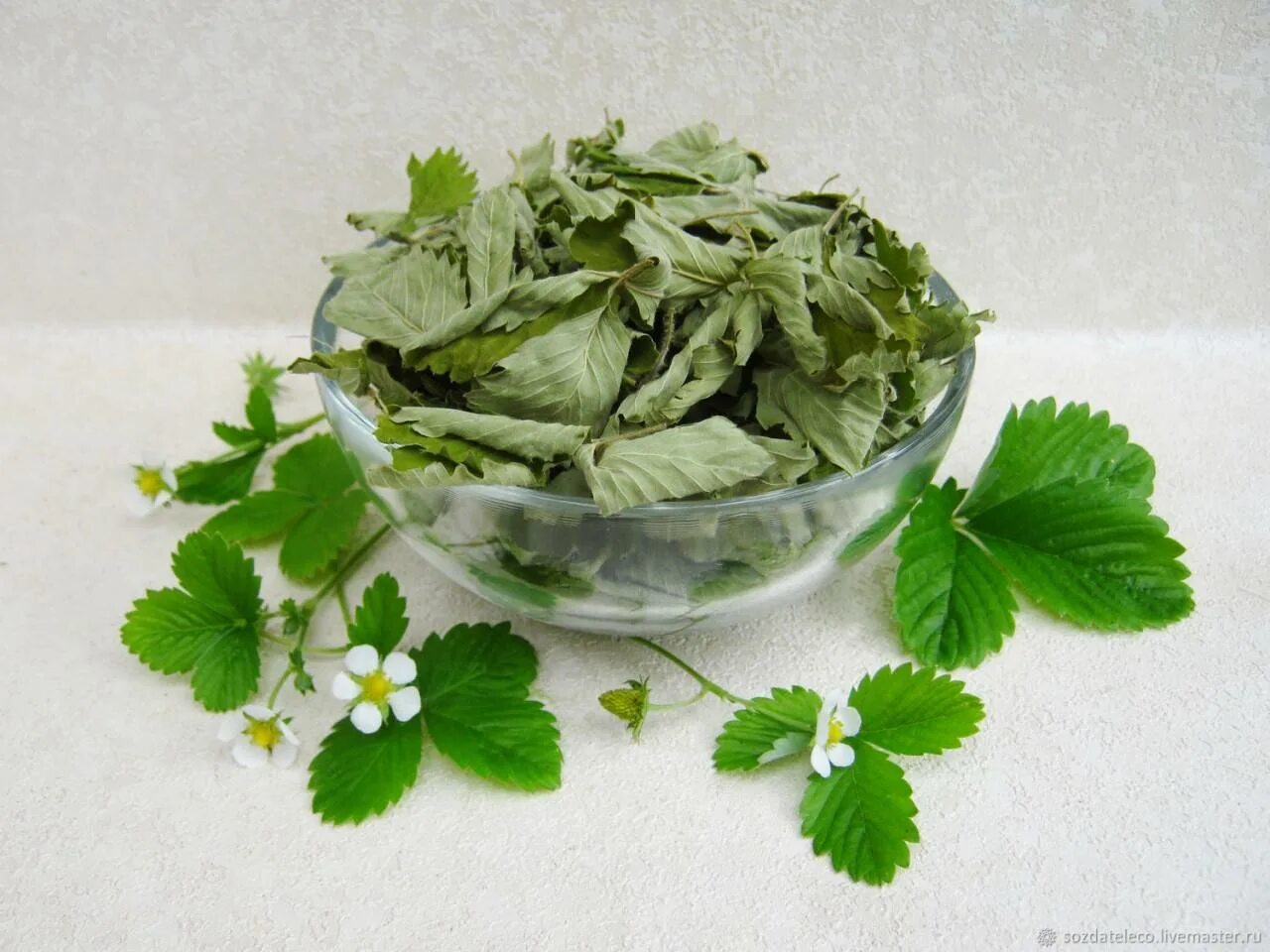 Чай из листьев земляники. Когда собирать листья земляники. Цветок клубники. Земляничный лист. Земляника лесная листья.