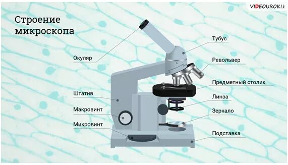 Какую функцию выполняет зеркальце в микроскопе. Макровинт у светового микроскопа. Строение микроскопа Микромед с-11. Строение микроскопа макровинт. Окуляр микроскопа строение микроскопа.