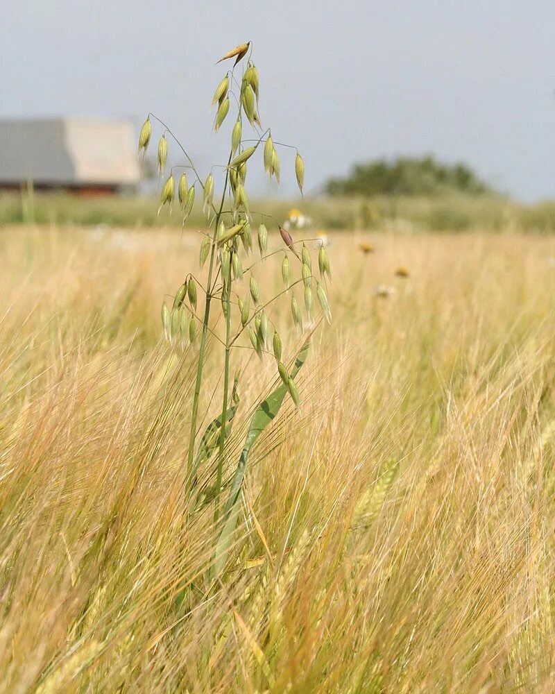 Бодяк полевой в пшенице. Сорные растения зерновых культур. Сорные растения на полях яровой пшеницы. Сорные растения на полях яровой пшеницы. Латук татарский.