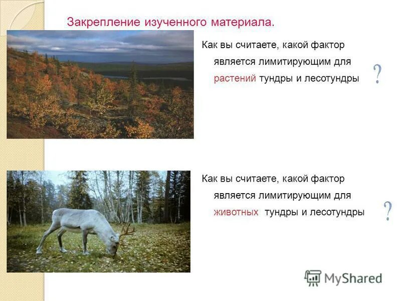 закон ограничивающего фактора примеры. выберите фактор являющийся ограничивающим. выберите фактор являющийся ограничивающим. взаимодействие адаптивных факторов. для трясогузки зимой в подмосковном лесу лимитирующий фактор.