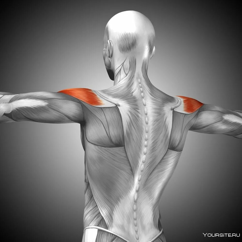 Надостная мышца анатомия 3d. Ромбовидная мышца. Подостная мышца спины. Круглая мышца спины анатомия. Гаряев кости сосуды мышцы