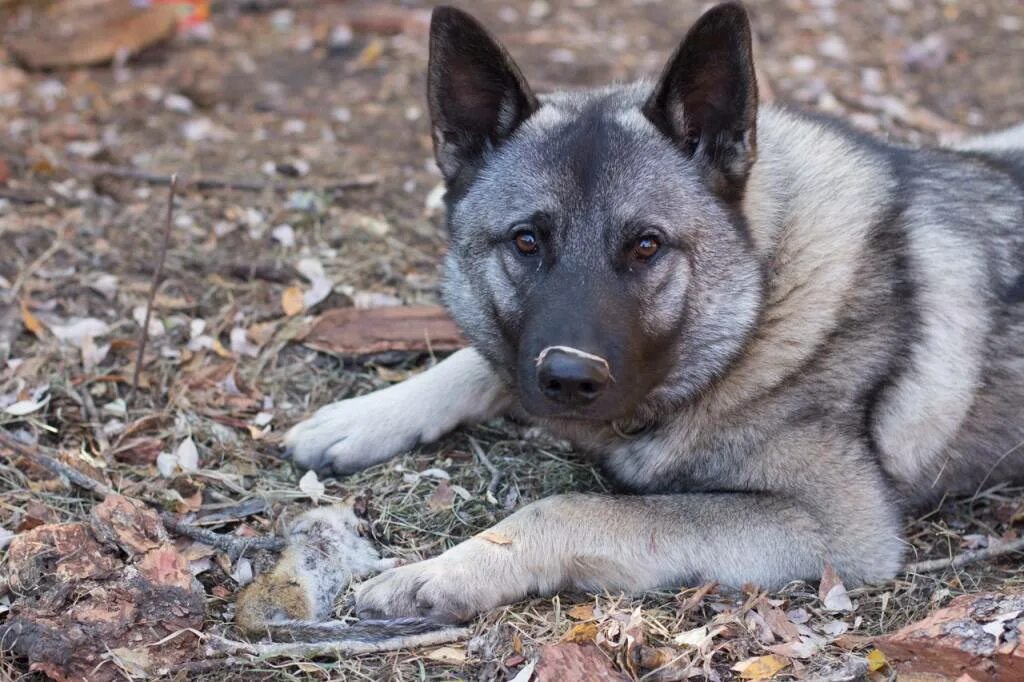 Зсл серый загайнова. Норвежский элкхаунд. Западносибирская лайка серая. Лайка серого окраса. Западно сибирская лайка.