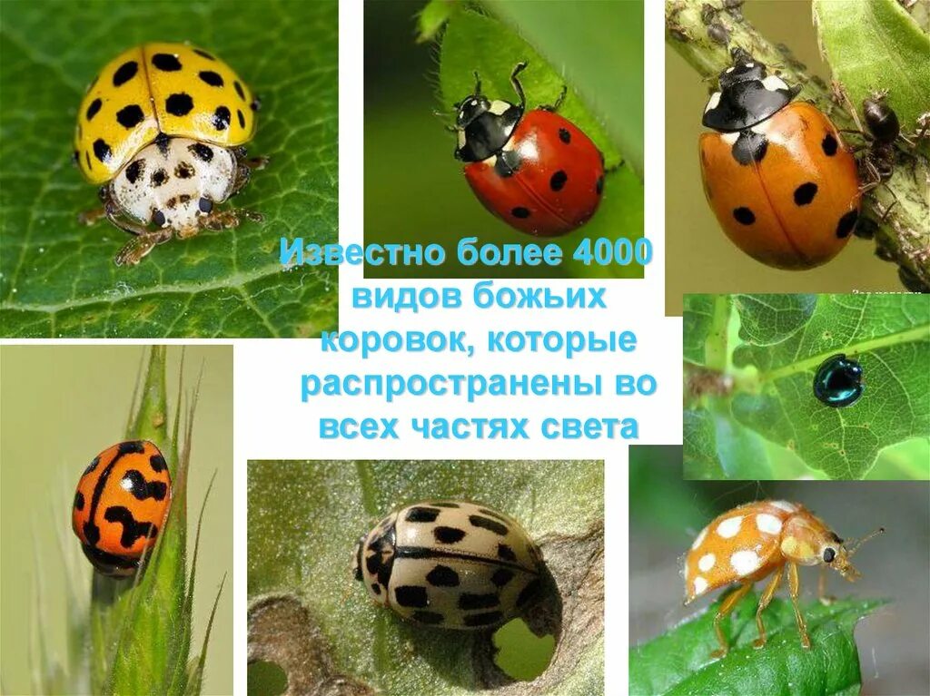 Тип окраски божьей коровки. Виды Божьих коровок. Божья коровка 3 класс. Интересное о Божьей коровке для детей. Стадии развития Божьей коровки.