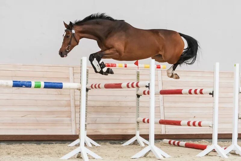 Кск стейблс. КСК maxima stables. Максима Стейблс Левады. Конюшня Максима Стейблс. Шпринт лошади.