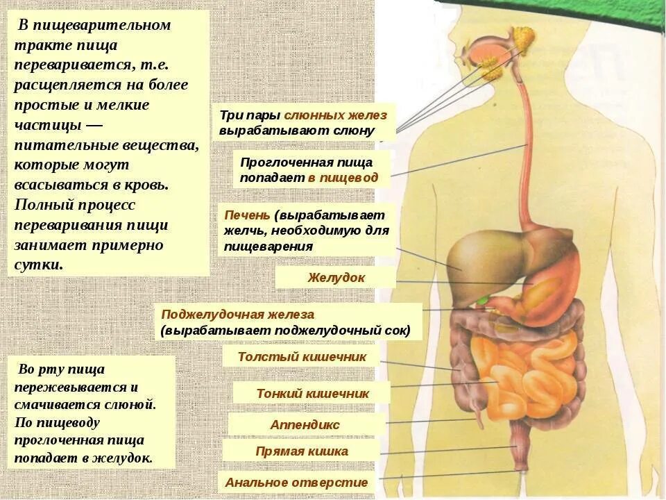 Пищевод вещества