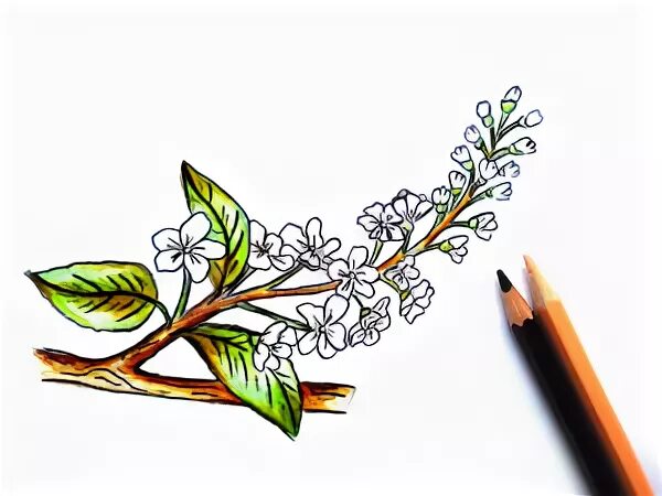 рисование ватными палочками в средней группе. сергей александрович есенин черёмуха нарисовать. изо ветка черёмухи. как нарисовать черемуху 3 класс литературное чтение. как нарисовать черемуху 3 класс литературное чтение.