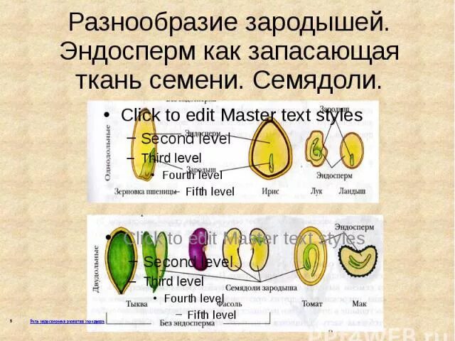 Эндосперм есть в семенах. Семя двудольного растения эндосперм. Эндосперм растений. Эндосперм семени. Спермий цветкового растения набор хромосом.