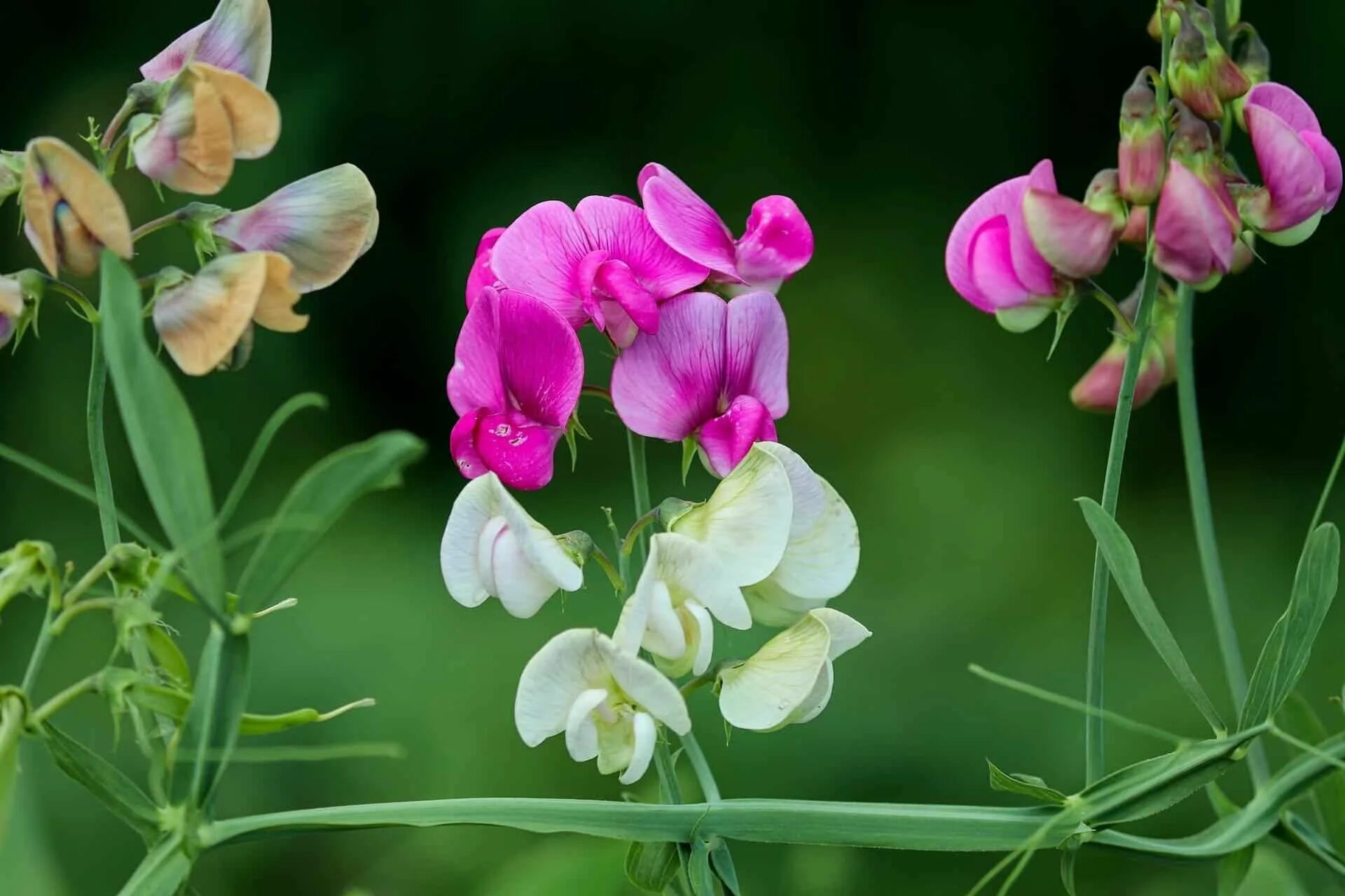 Чина ю. Чина Болотная Lathyrus palustris. Латирус латифолиус. Lathyrus odoratus. Луговой душистый горошек.