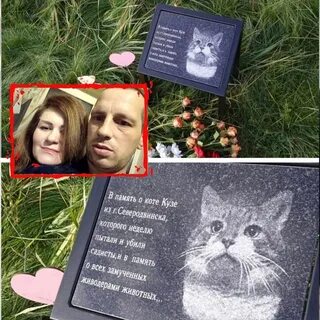 Последние новости о коте