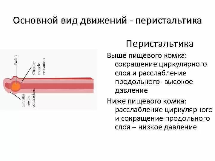 Склеивание пищевого комка. Перистальтика в норме. Видимая перистальтика желудка. Видимая перистальтика желудка и кишечника в норме. Перистальтика нормокинетическая.