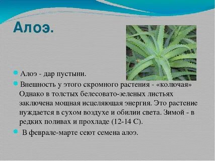 Особенности внешнего строения алоэ
