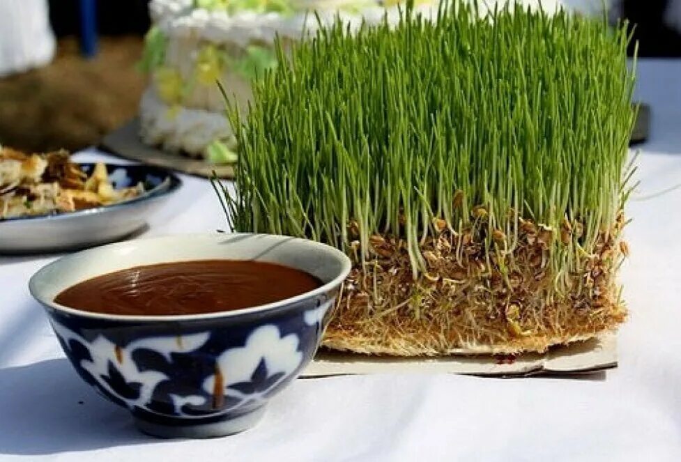 Узбекская трава. Навруз сумаляк Навруз Суманак. Праздник Навруз в Узбекистане сумаляк. Сумаляк сайли. Проросшая пшеница сумаляк.