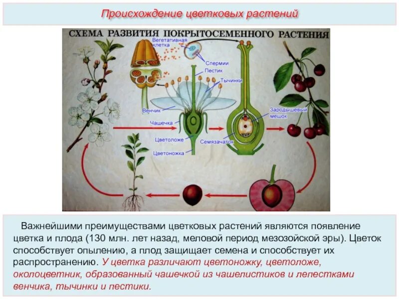 Схема полового размножения покрытосеменных растений. Размножение покрытосеменных растений. Размножение покрытосеменных растений схема. Схема развития покрытосеменных растений.