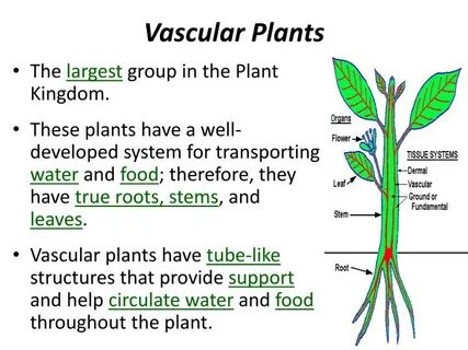 Lots of plants