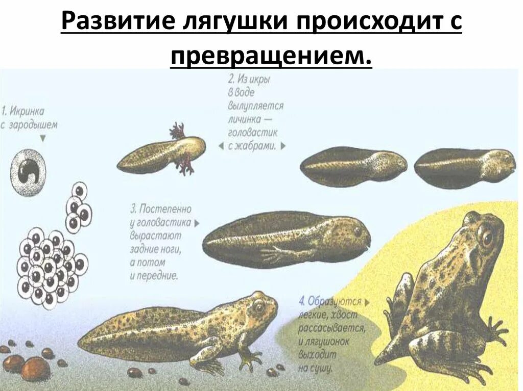 С чем связано развитие земноводных. 4 Цикла развития лягушки. Этапы развития лягушки 3 класс окружающий мир. Стадии развития лягушки 3 класс окружающий мир. Икра головастик лягушка этапы развития.