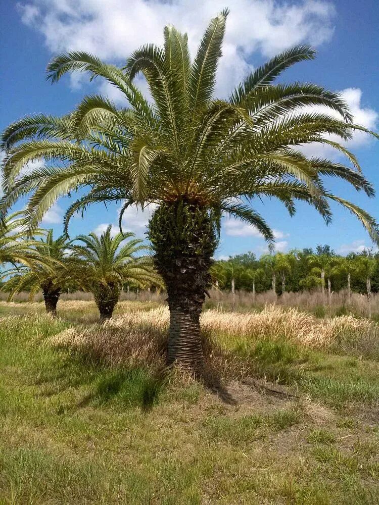 Финиковая пальма где растет природная зона. Финиковая Пальма на Канарах. Финиковые пальмы на Тенерифе. Ананасовая Пальма. Эйлат Пальма ананас.