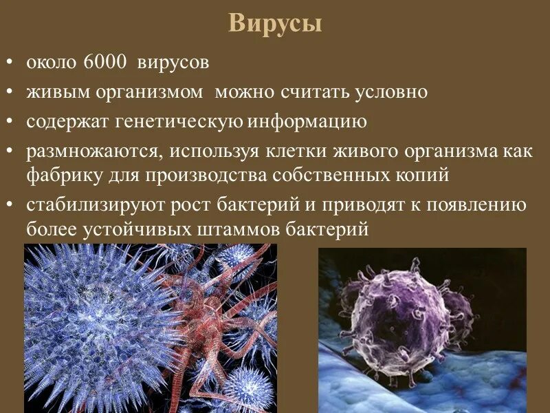 Вирусы способны размножаться только в живых клетках. Вирусы живые. Что вирусы - живые существа. Вирусы как живые организмы. Вирусы не живые.