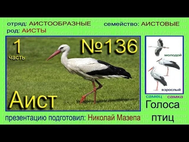Голос аиста слушать. Аисты без голоса. Пение аиста. Звуки и голоса птиц и животных. Детеныш аиста.